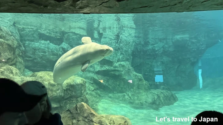ベルーガのプール：名古屋港水族館北館の見どころ(33)
