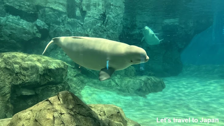 ベルーガのプール：名古屋港水族館北館の見どころ(34)