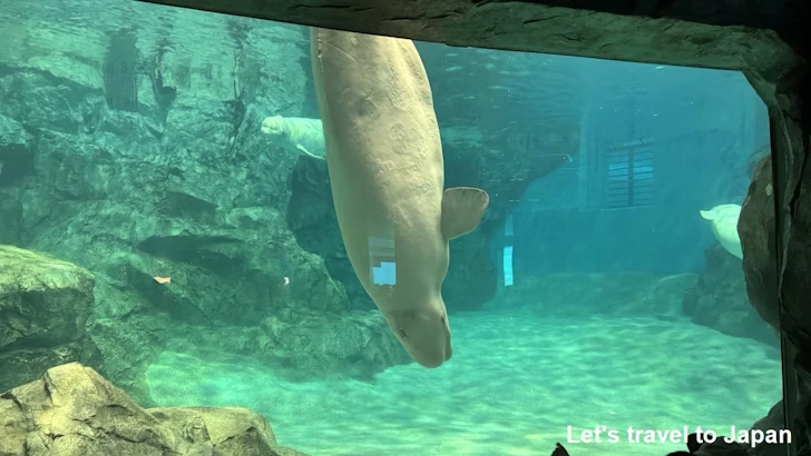 ベルーガのプール：名古屋港水族館北館の見どころ(35)
