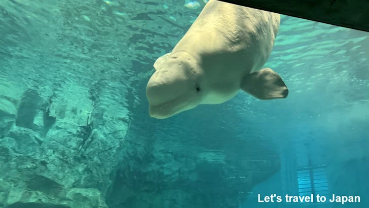 ベルーガのプール：名古屋港水族館北館の見どころ(37)
