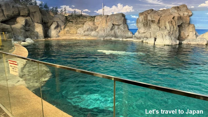 ベルーガのプール：名古屋港水族館北館の見どころ(39)