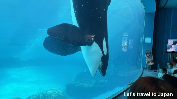 シャチのプール：名古屋港水族館北館の見どころ(4)