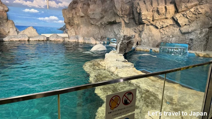 ベルーガのプール：名古屋港水族館北館の見どころ(40)