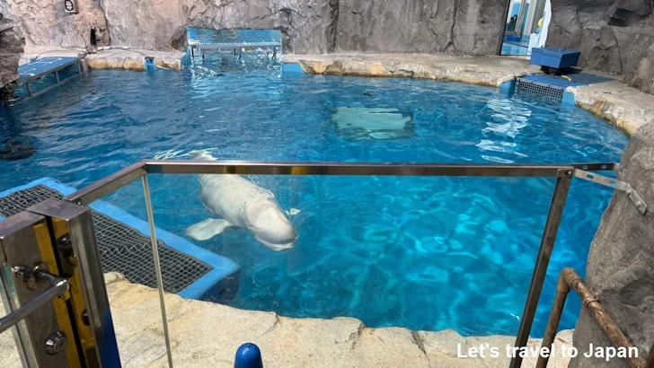 ベルーガのプール：名古屋港水族館北館の見どころ(41)
