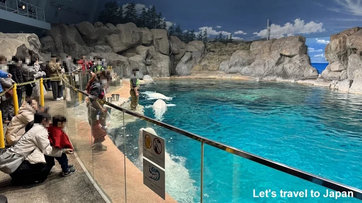 ベルーガのプール：名古屋港水族館北館の見どころ(42)