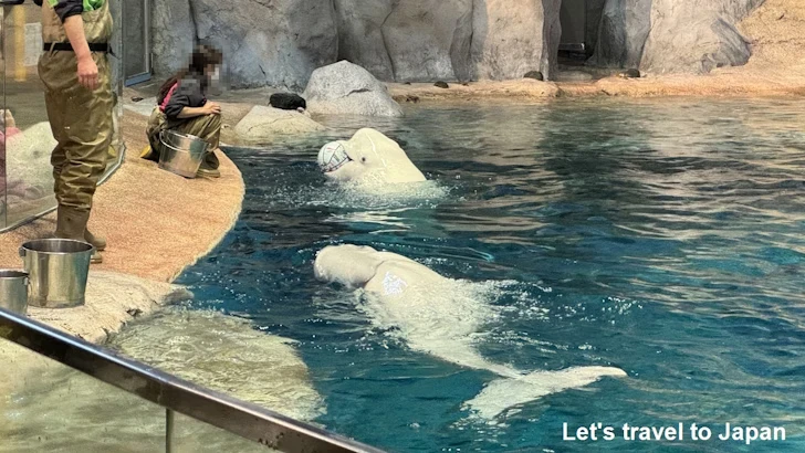 ベルーガのプール：名古屋港水族館北館の見どころ(43)
