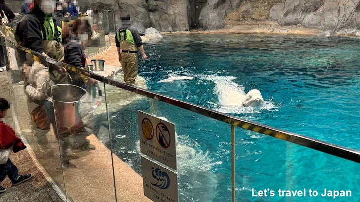 ベルーガのプール：名古屋港水族館北館の見どころ(44)