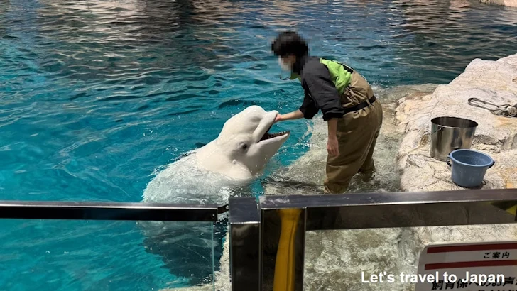 ベルーガのプール：名古屋港水族館北館の見どころ(45)