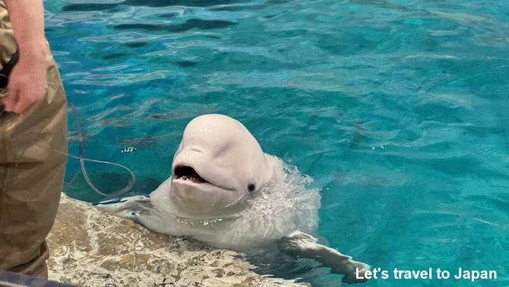 ベルーガのプール：名古屋港水族館北館の見どころ(46)