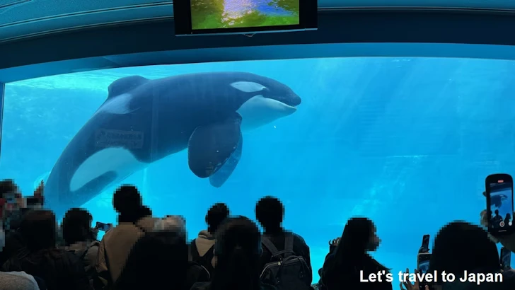シャチのプール：名古屋港水族館北館の見どころ(5)