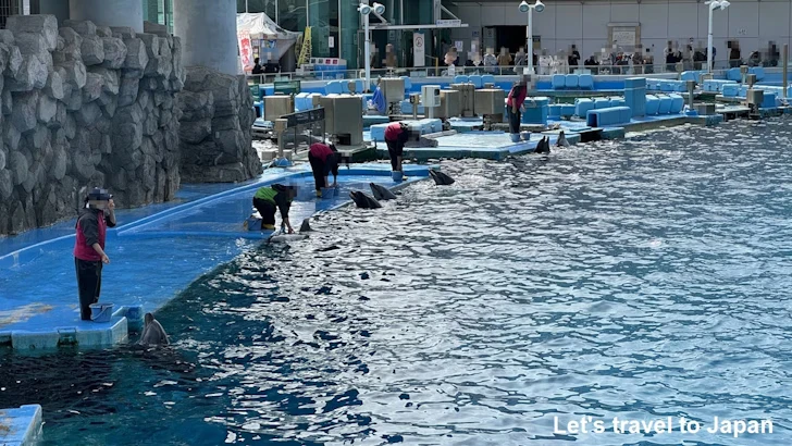 メインプール：名古屋港水族館北館の見どころ(53)