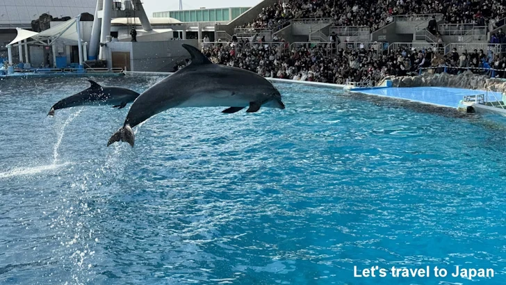 メインプール：名古屋港水族館北館の見どころ(54)