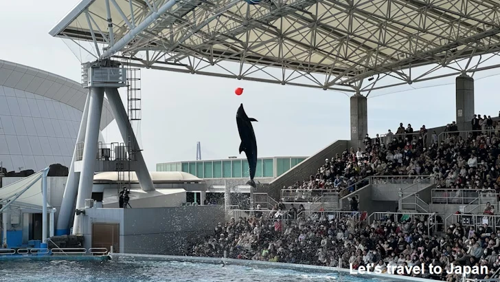 メインプール：名古屋港水族館北館の見どころ(55)
