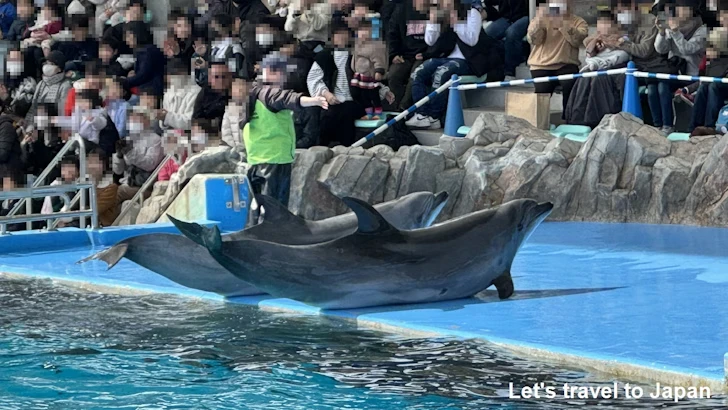 メインプール：名古屋港水族館北館の見どころ(56)
