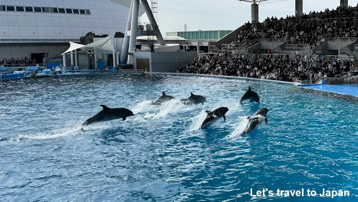 メインプール：名古屋港水族館北館の見どころ(57)