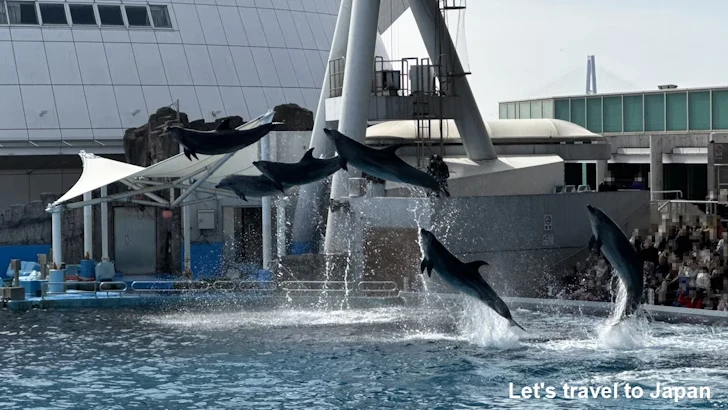 メインプール：名古屋港水族館北館の見どころ(58)