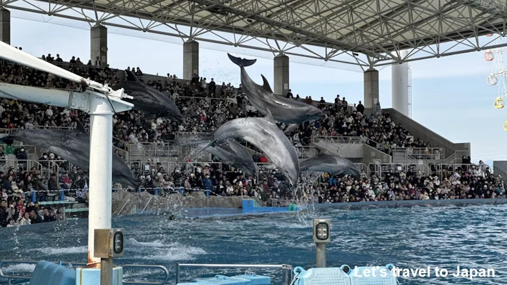メインプール：名古屋港水族館北館の見どころ(60)