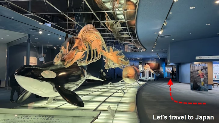 メインプール：名古屋港水族館北館の見どころ(62)