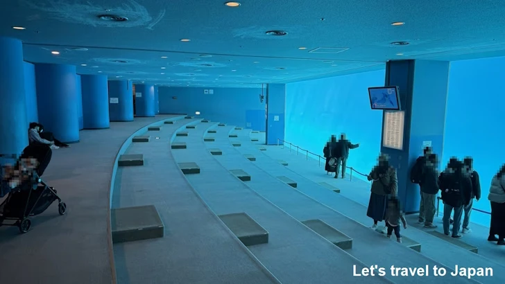 メインプール：名古屋港水族館北館の見どころ(64)