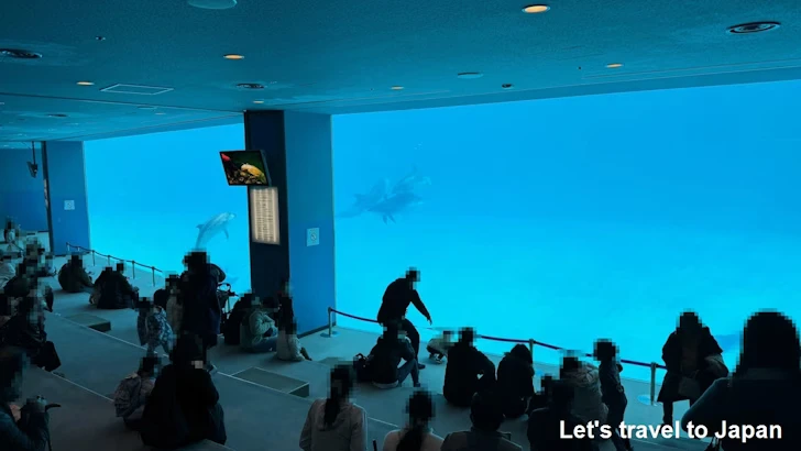 メインプール：名古屋港水族館北館の見どころ(65)