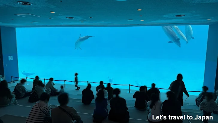 メインプール：名古屋港水族館北館の見どころ(66)
