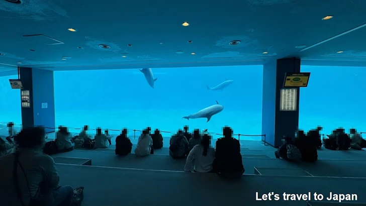 メインプール：名古屋港水族館北館の見どころ(67)