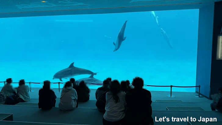 メインプール：名古屋港水族館北館の見どころ(68)