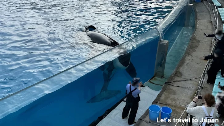 メインプール：名古屋港水族館北館の見どころ(69)