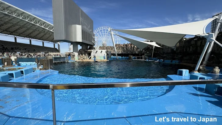 シャチのプール：名古屋港水族館北館の見どころ(7)