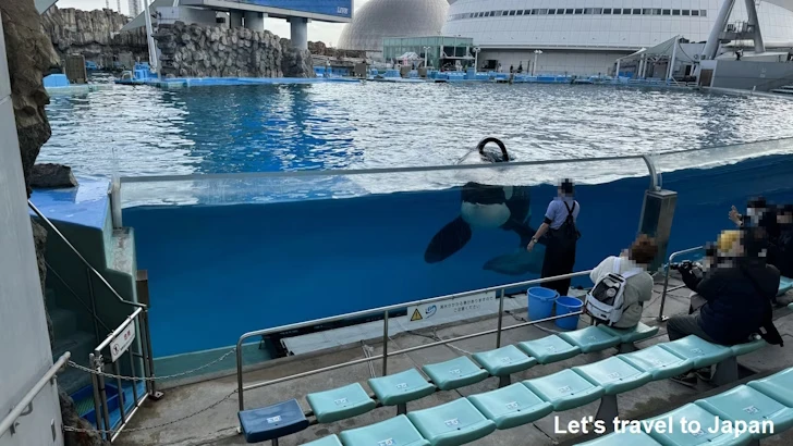 メインプール：名古屋港水族館北館の見どころ(70)