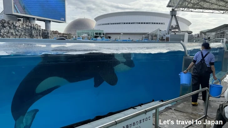 メインプール：名古屋港水族館北館の見どころ(71)