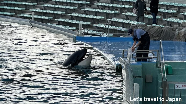 メインプール：名古屋港水族館北館の見どころ(72)