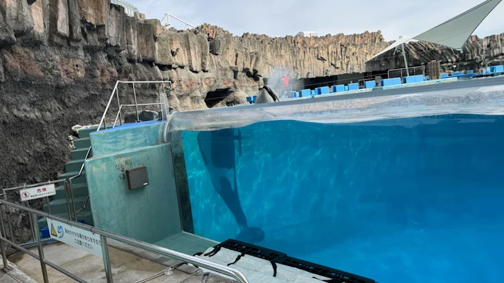 メインプール：名古屋港水族館北館の見どころ(73)