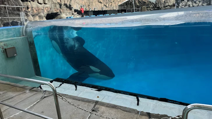 メインプール：名古屋港水族館北館の見どころ(74)