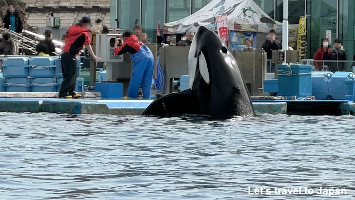 メインプール：名古屋港水族館北館の見どころ(75)