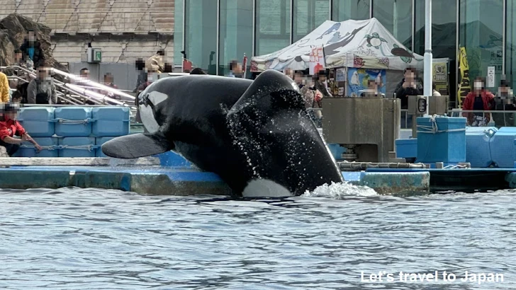 メインプール：名古屋港水族館北館の見どころ(76)