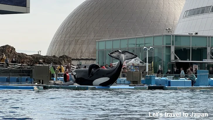 メインプール：名古屋港水族館北館の見どころ(77)