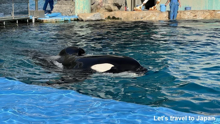 シャチのプール：名古屋港水族館北館の見どころ(8)