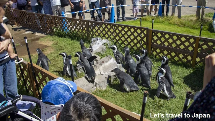 しおかぜ広場：名古屋港水族館北館の見どころ(85)