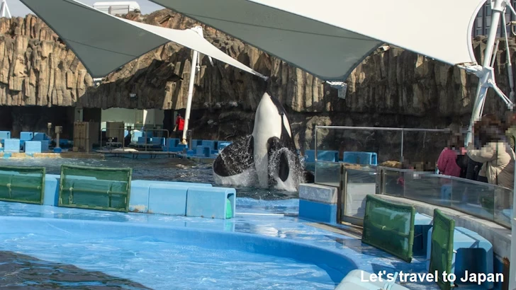 シャチのプール：名古屋港水族館北館の見どころ(9)