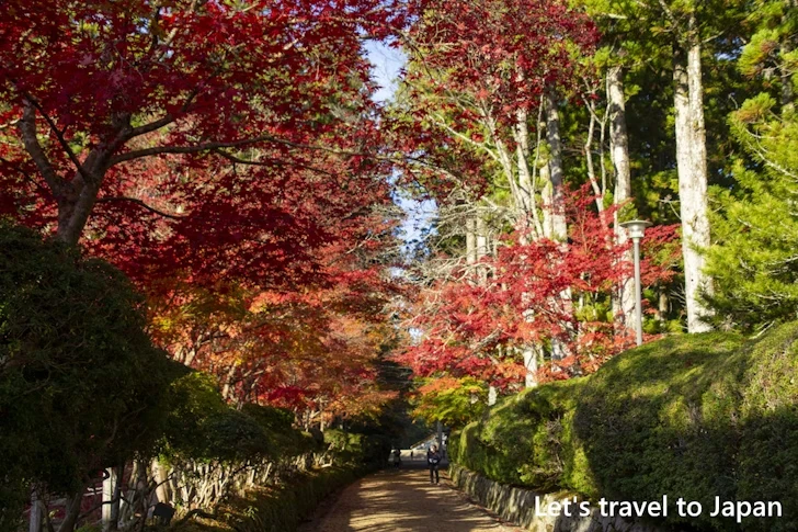 蛇腹路の紅葉：高野山の紅葉の見どころ完全ガイド(12)
