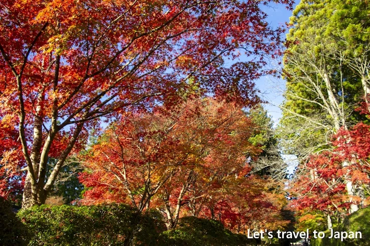 蛇腹路の紅葉：高野山の紅葉の見どころ完全ガイド(13)