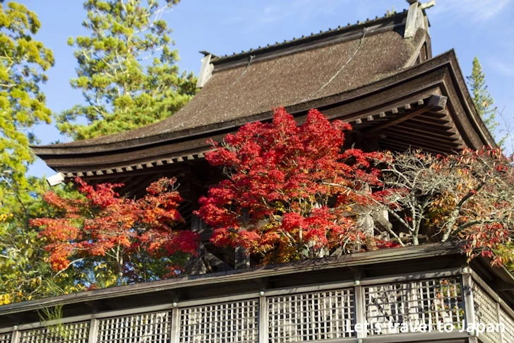 高野山のその他の紅葉：高野山の紅葉の見どころ完全ガイド(31)