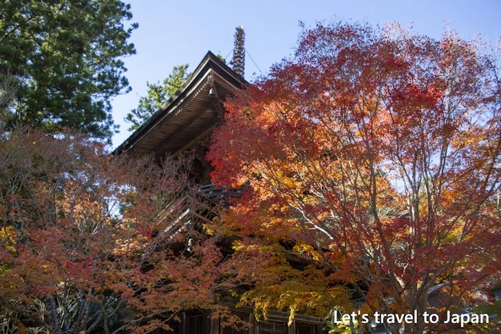 高野山のその他の紅葉：高野山の紅葉の見どころ完全ガイド(37)