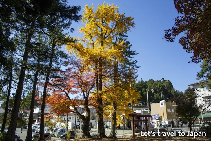 高野山のその他の紅葉：高野山の紅葉の見どころ完全ガイド(39)