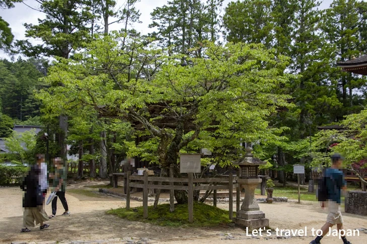 西行桜：高野山 壇上伽藍の見どころ(61)