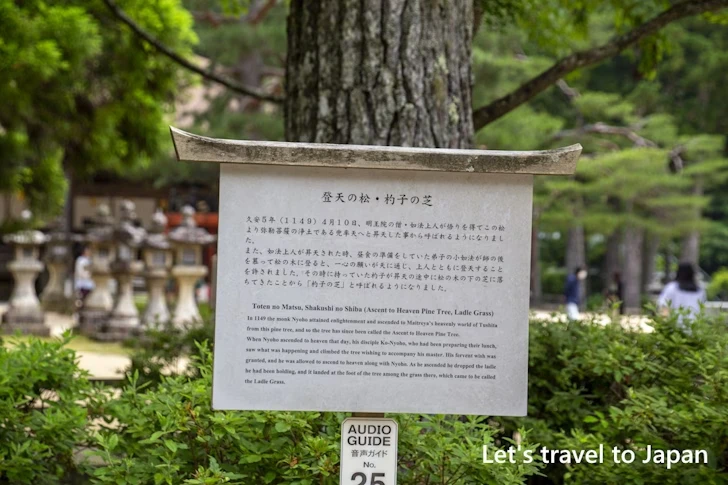 登天の松：高野山 壇上伽藍の見どころ(69)