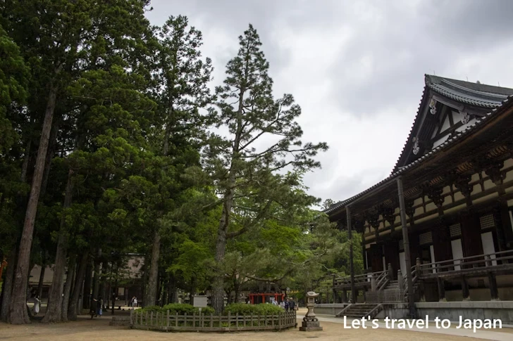 登天の松：高野山 壇上伽藍の見どころ(70)