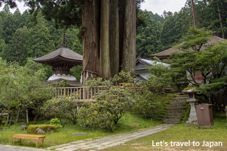 六本杉(天狗杉)：高野山 金剛三昧院の見どころ(10)
