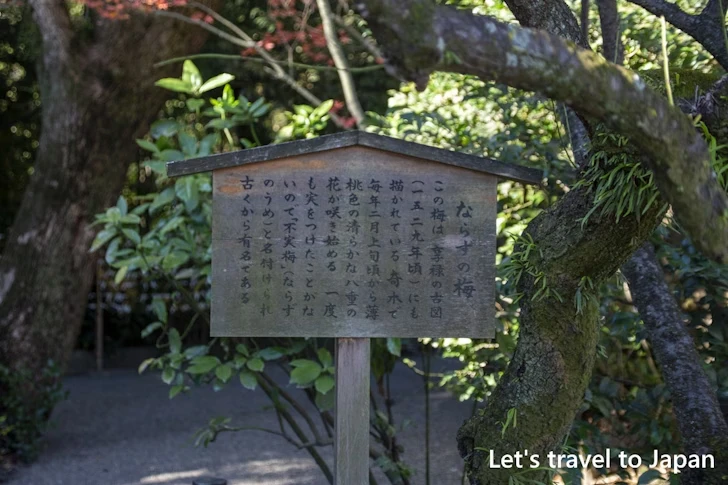 ならずの梅：熱田神宮の見どころ(38)